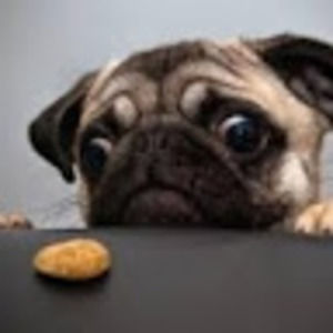 Meet your Posher, Robby